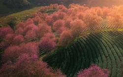 Đẹp mê mẩn rừng mai anh đào ở Sa Pa