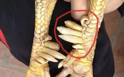 Một loài vật trong truyền thuyết Việt Nam có thật ngoài đời, nay thành đặc sản đắt đỏ