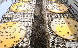 Nuôi loài “tí hon” 30 ngày đã thu hoạch, chàng rể Nghệ An kiếm trăm triệu mỗi năm