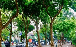 Cảnh lạ trên con đường lãng mạn đông ‘nàng thơ’ nhất Hà Nội