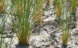 Một quốc gia Đông Nam Á thông báo vừa đón tin vui từ xuất khẩu gạo: Đã xuất khẩu sang 72 thị trường, sắp trở thành đối thủ của Việt Nam, Thái Lan tại Philippines