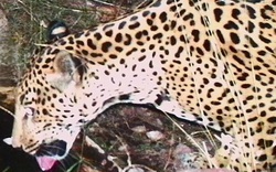 Phát hiện cá thể báo đốm chưa từng thấy xuất hiện liên tục