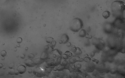 Hé lộ bí ẩn của hiện tượng "ma trơi"