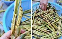 Sinh vật mềm oặt núp trong thân cây: Món đặc sản "đại bổ" lên tới hơn 3 triệu/kg