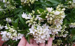 Loài cây quý như vàng, hoa nở suốt 200 ngày, trồng trong nhà là tài lộc kéo đến