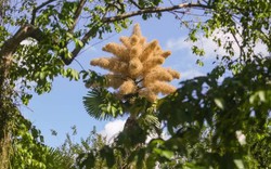 Loài cây hiếm bậc nhất hành tinh nở ra 25 triệu bông hoa 1 lần duy nhất sau 70 năm, cả thế giới ngước nhìn choáng ngợp