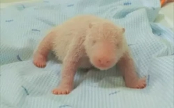 Gấu trúc đầu tiên ra đời ở Indonesia