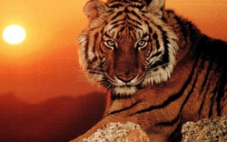 4 con giáp may mắn nhất năm 2026: Sự nghiệp thăng hoa, tiền tài viên mãn, quý nhân sẵn lòng phù trợ