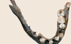 1.400 năm trước vẫn có một nhóm người mang DNA khác hầu hết người hiện đại