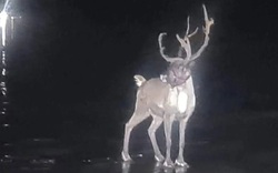 Kỳ lạ: Chú tuần lộc khiến cảnh sát cũng phải vào cuộc