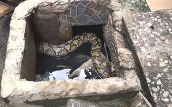 Nhìn ra ngoài vườn, người dân phát hiện cảnh tượng "nổi da gà"