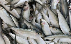 6 loại cá "vô địch" omega-3 bán đầy chợ, càng ăn càng khỏe