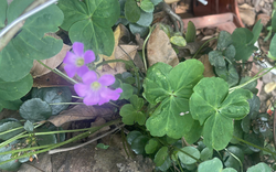 Cây me đất hoa tím có chữa được đái tháo đường?