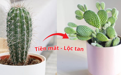 Loài cây nằm trong "danh sách đen", tuyệt đối không trồng trong nhà kẻo người gặp tai họa - của đội nón ra đi