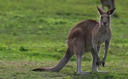 Người đàn ông nghi bị kangaroo tấn công dẫn tới tử vong