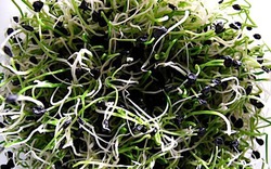 Trong nhà có 4 thực phẩm này mọc mầm đừng dại vứt đi: Không độc còn “lãi” gấp mấy lần dinh dưỡng!