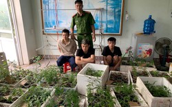 Cựu sinh viên Đại học Bách Khoa Hà Nội trồng 317 cây cần sa trong nhà