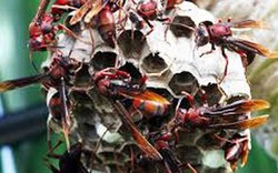 Người đàn ông tử vong vì bị ong vò vẽ đốt khi đi câu cá