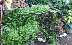 Việt Nam có loại “rau trường thọ” chỉ vài nghìn cả bó, cực giàu chất sắt, canxi và protein