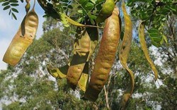1 loại quả mọc dại ở Việt Nam có giá hơn 2 triệu đồng/kg ở Trung Quốc: Hóa ra là "kho" dược liệu quý