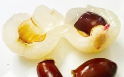 Bài thuốc trị bệnh từ hạt vải