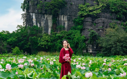 Hoa sen ở Hang Múa vào mùa đẹp nhất trong năm