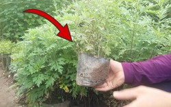 Thứ cây tưởng chỉ để ăn lại là "bùa hộ mệnh" trước cửa, ông bà xưa khuyên nhà nào cũng nên trồng