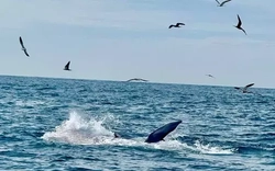 Du khách bất ngờ bắt gặp cá voi săn mồi trên biển Vĩnh Hy