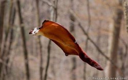 Sinh vật bay khổng lồ Việt Nam khiến giới khoa học "sững sờ": Có khả năng di chuyển đến 150m hoặc hơn