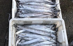 4 loại cá không thể nuôi nhân tạo trên thị trường, giá rẻ, thịt ngon, gặp là đừng bỏ lỡ
