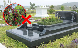 Ông bà dặn: 3 cây CHỚ trồng trước mộ, 4 thứ KHÔNG để trên giường - Giờ nghe lời, sau đỡ hối hận