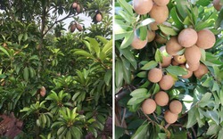 5 cây được khuyên NÊN trồng trước nhà: Phong thủy hanh thông, tài lộc "không cầu mà tự đắc"