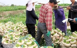 Củ cải "biến dạng" mà siêu năng suất, xưa là rau cứu đói, nay giúp "hái ra tiền"