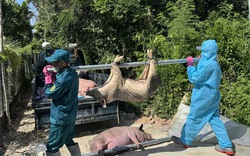Dịch tả lợn châu Phi bùng phát, Quảng Ngãi thông báo đến từng hộ dân