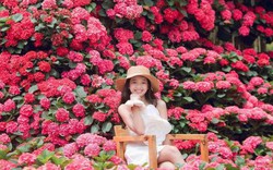 Ngôi nhà Hoa Cẩm Tú Cầu hồng 2 tỷ đồng đẹp như trong cổ tích, đến checkin ngay kẻo lỡ