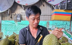 'Vua' của các loại sầu riêng bị chê, rớt giá thảm