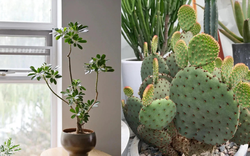 Người thông minh âm thầm nuôi 4 cây này trong nhà, chúng là "người hùng" bảo vệ sức khỏe