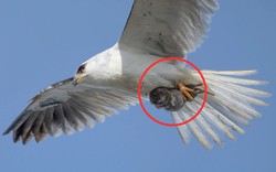 Bức ảnh nghiệt ngã: Phóng to lên mới thấy điều bất ngờ!