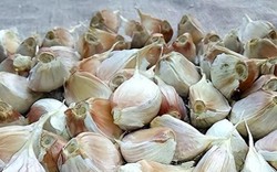 6 loại tỏi ngay cả người bán cũng chẳng dám ăn: Nhiều người vẫn vô tư mua về nấu cho cả nhà!