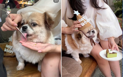 Xôn xao quán cà phê nổi tiếng ở Hà Nội bị tố cho thú cưng dùng chung dụng cụ với khách, phía quán nói gì?
