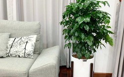 Phòng khách đặt đúng 4 cây này, tiền vào như nước sông Đà, vận đỏ như son