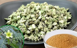 Loại cây xưa bị "vứt thẳng tay", nay thành đặc sản đắt đỏ dân phố thích mê, 240.000 đồng/kg
