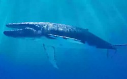 Cá voi xanh đang im lặng: Lời cảnh báo đáng sợ cho nhân loại