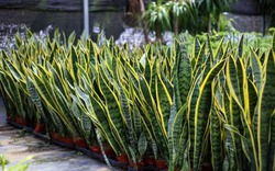 Cây cảnh được ví như 'bùa hộ mệnh', thân trữ nước, lá hút tài vươn thẳng như kiếm, bỏ xó vẫn sống ngon lành
