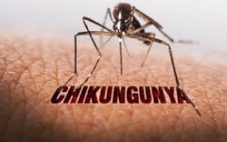 Bệnh Chikungunya đã lưu hành tại Việt Nam