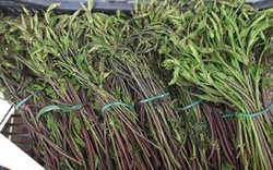 Loại rau dại từng không ai "ngó" đến, nay thành đặc sản 39 triệu đồng/kg
