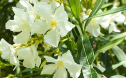 4 loại cây cảnh nhà nào dại lắm mới dám trồng khi có con nhỏ