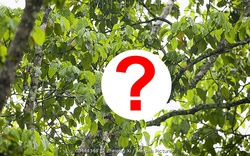 Loài chưa từng xuất hiện ngoài Việt Nam: Một cuộc phục hồi kỳ diệu đã diễn ra, hiện chỉ còn 200 cá thể