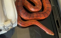 Người mẹ choáng váng khi thấy thứ đáng sợ rơi ra từ hộp đồ chơi của con gái