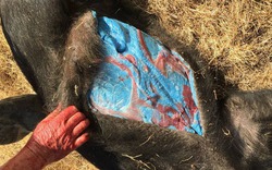 Thịt lợn rừng màu xanh dương: Câu chuyện kỳ lạ đằng sau một trong những bức ảnh khó hiểu nhất trên internet